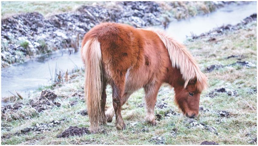 A cute brown pony grazing in a frosty rural field