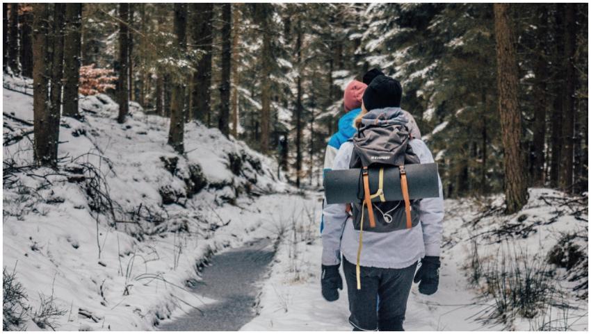 Explore the beauty of a snowy forest on a winter h