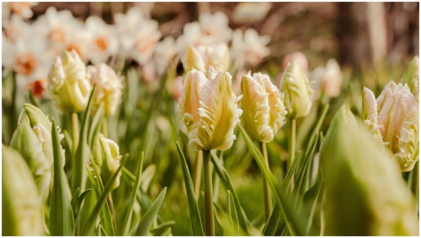 Vibrant tulip field in Hangzhou, Zhejiang Province