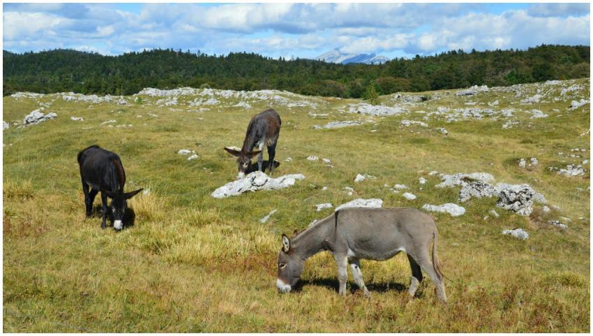 Donkeys grazing in the scenic fields of Bouvante,