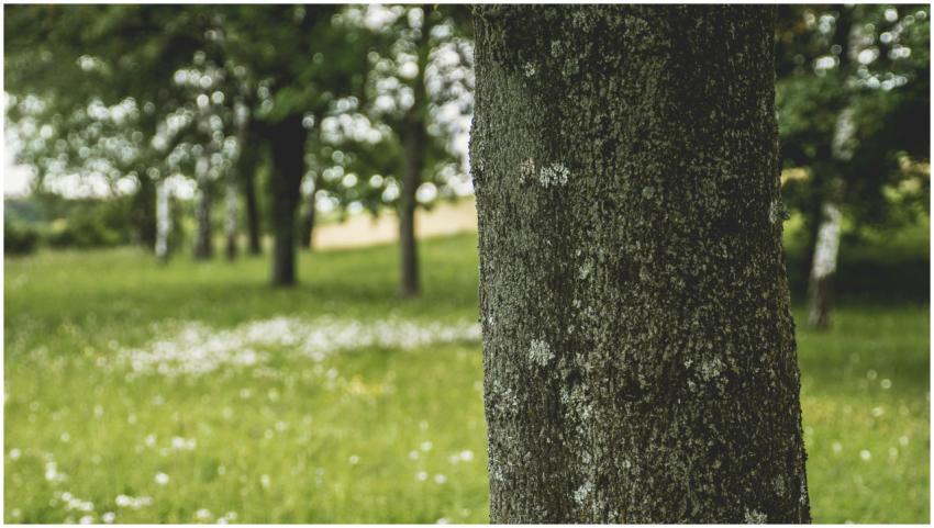 A detailed view of a tree trunk with blurred fores