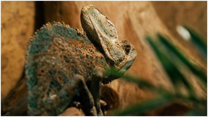Detailed macro shot of a Yemen chameleon displayin