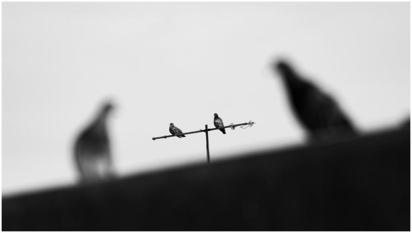 Artistic shot of pigeons perched on an antenna, ca