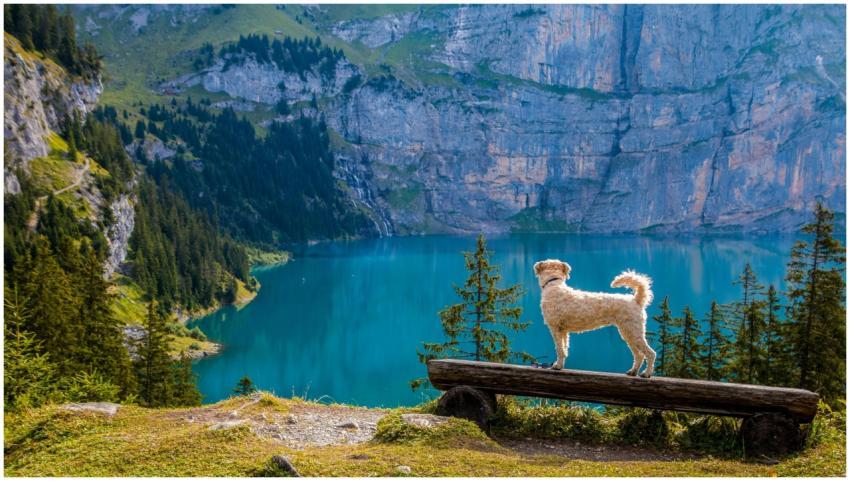 A dog stands on a bench overlooking a turquoise mo