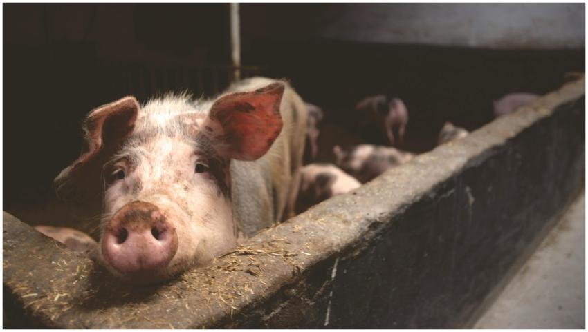 Close-up of a curious pig in a barn, highlighting