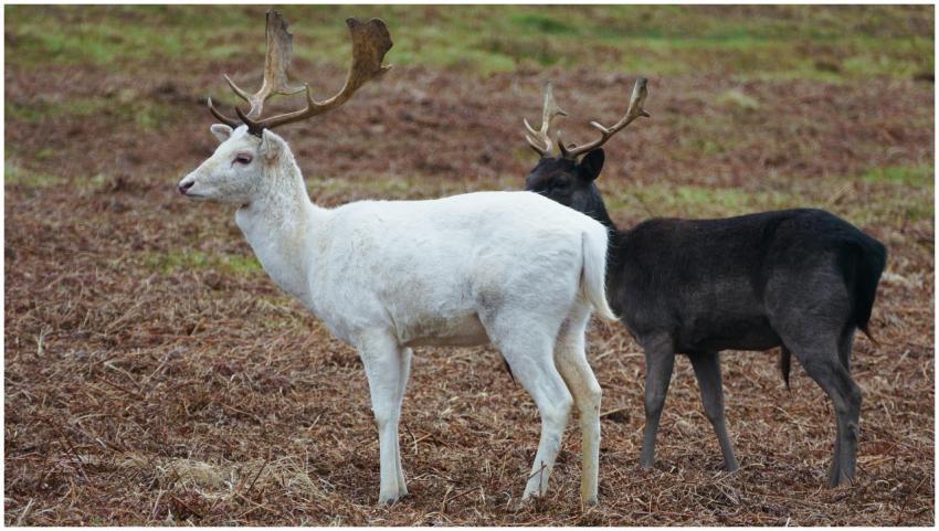 Close-up of two reindeer with distinctive antlers