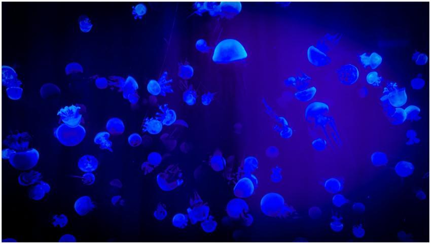 Captivating view of jellyfish glowing in neon blue