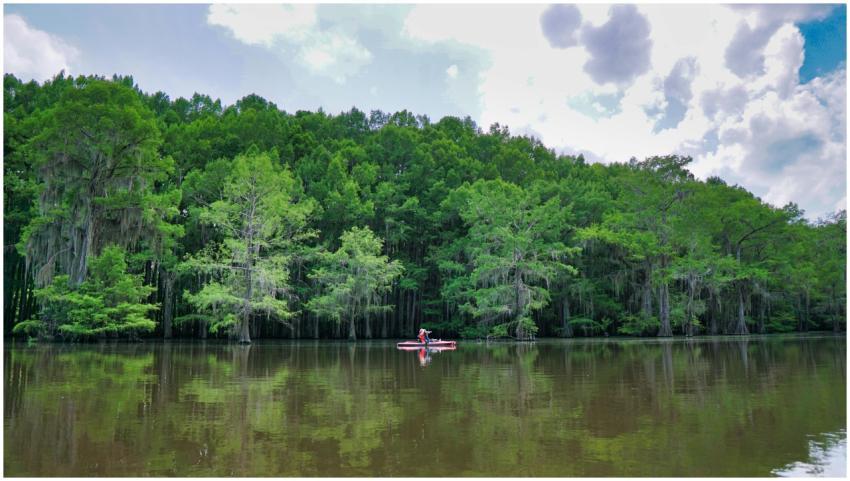 Experience tranquility with lush cypress trees ref
