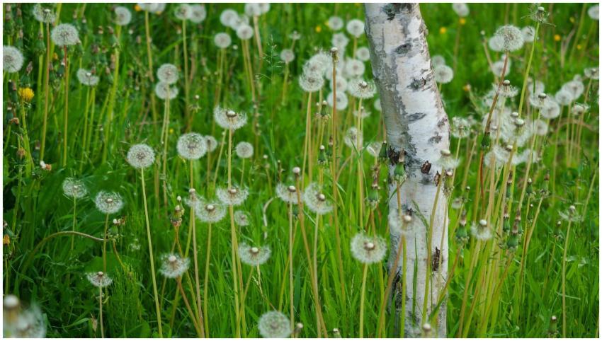 A tranquil meadow in Helsinki filled with dandelio