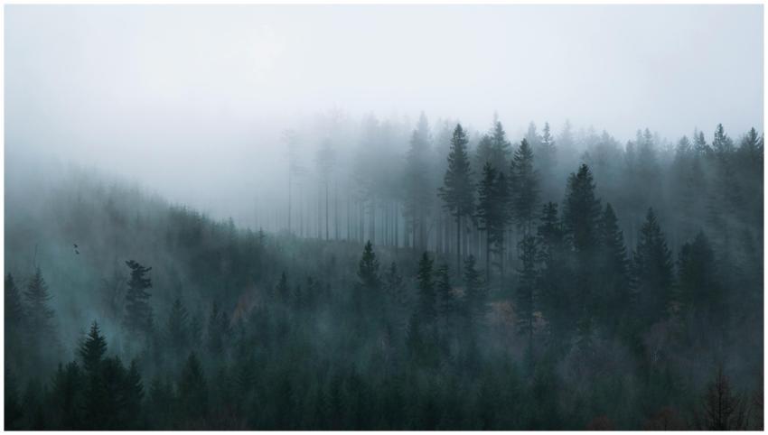 Mysterious fog-covered pine forest in Poland, capt