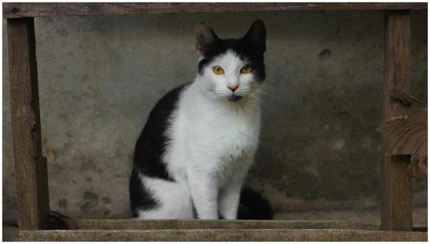 A black and white cat sits against a rustic wooden