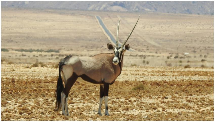 A majestic oryx standing in the arid expanse of Na
