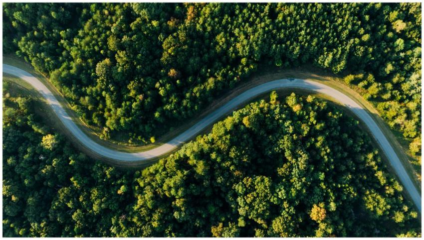 A winding road meanders through lush green forest