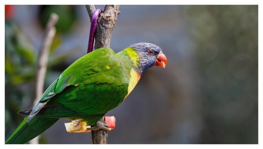 Healesville Sanctuary Zoos Victoria Rainbow Lorike