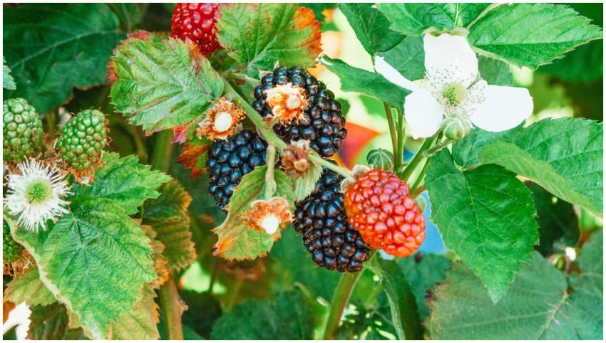 Detailed view of blackberries in various ripening
