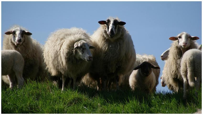 A flock of sheep with fluffy wool grazing on a gra