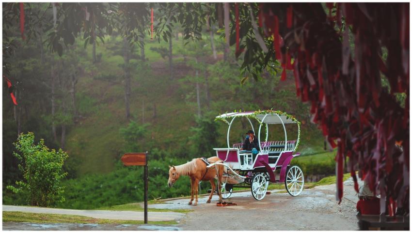 Charming horse-drawn carriage journey through a lu