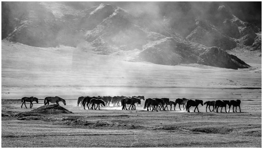 Black and white photo of a horse herd in a mountai