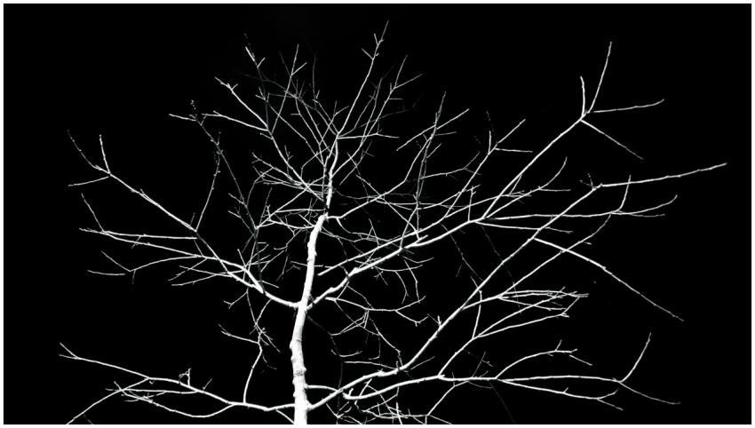 Spooky silhouette of bare tree branches creating e