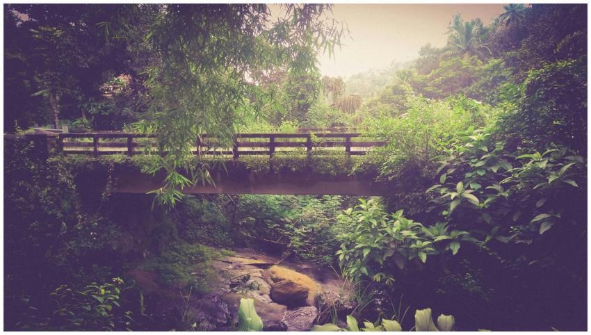 Scenic bridge in lush green jungle near Palakkad,