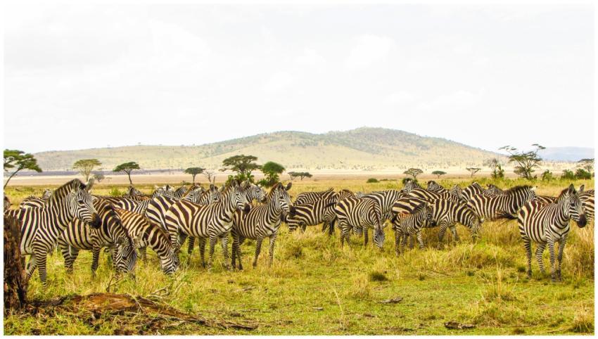A herd of zebras grazing in the Serengeti plains o