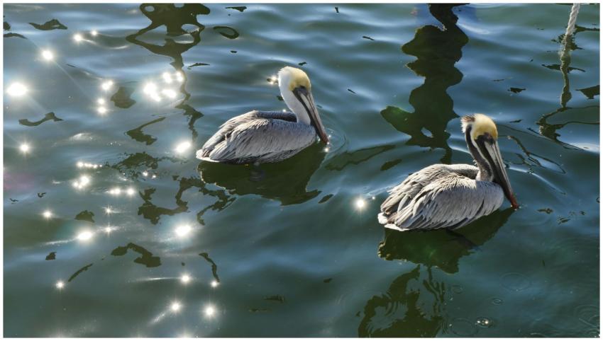 Peaceful image of two pelicans swimming with sunli