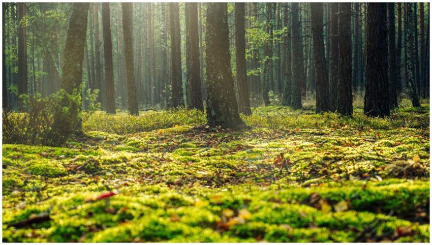 A serene forest view in Wielbark, Poland with sunl
