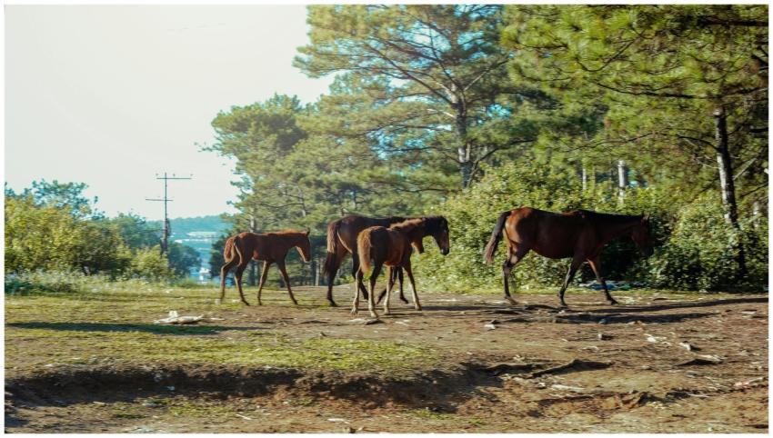 A group of horses walking through a sunlit forest