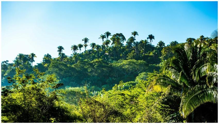 Vibrant tropical jungle scene featuring lush green