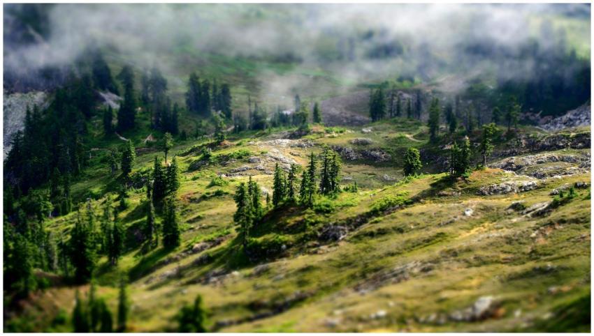 Breathtaking view of a foggy forest landscape in C