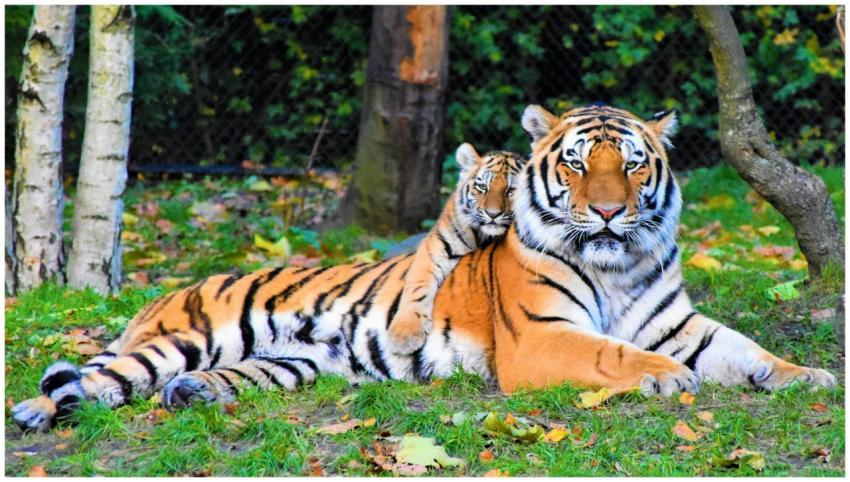 A Bengal tiger and cub resting together outdoors i