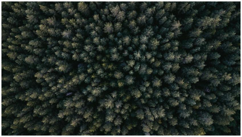 Explore the intricate patterns of a dense forest s