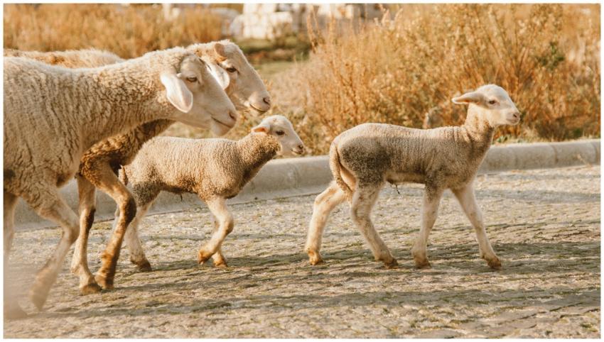 A group of sheep and lambs walking on a cobbleston