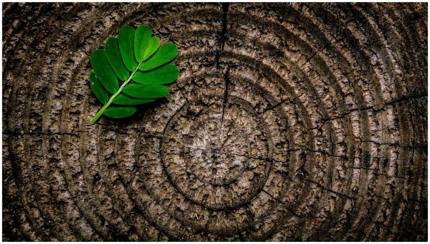Close-up of a green leaf on tree rings texture, sh