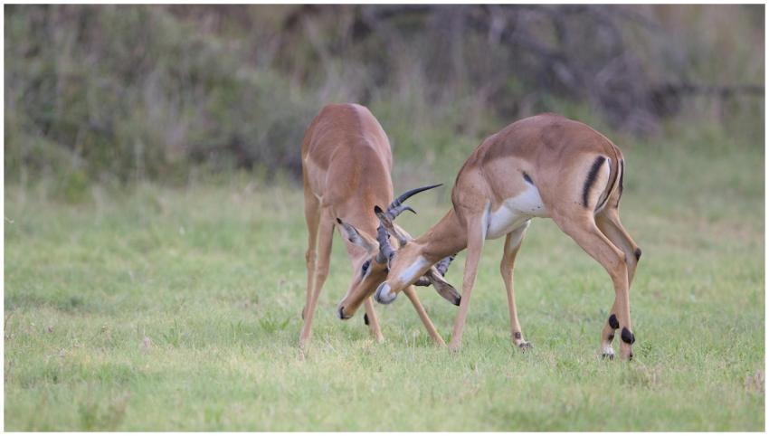 Two Impalas Sparring Grassland