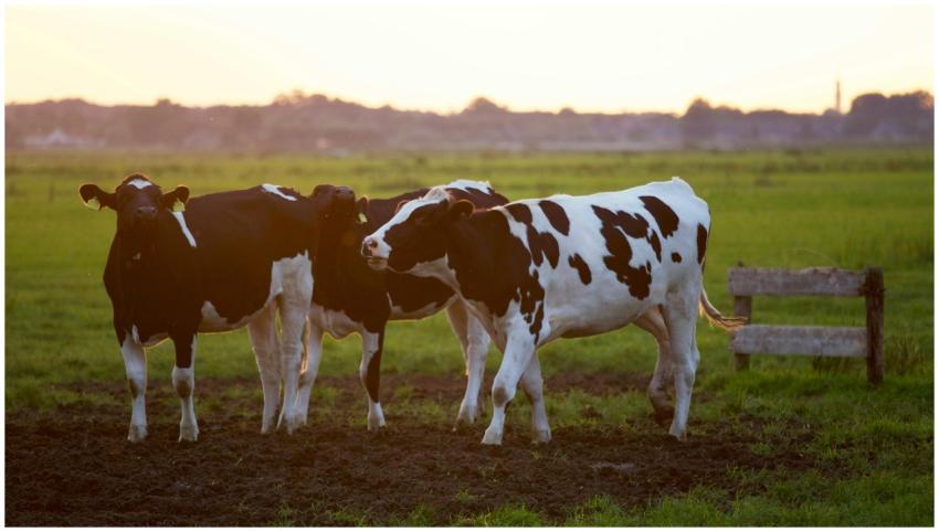 Three Holstein cows stand in a lush grassy field d