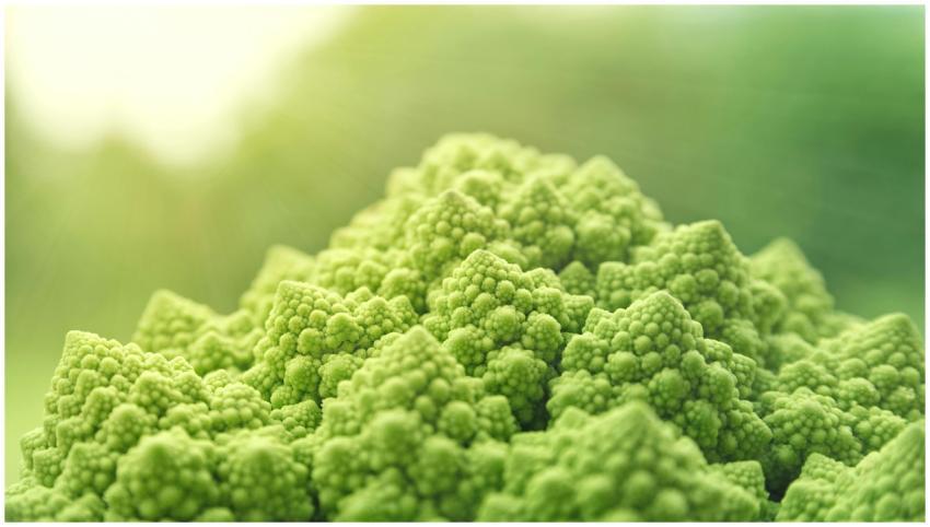 Vibrant green Romanesco broccoli florets showcasin