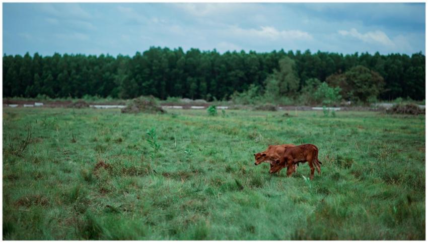 Two cows graze peacefully in a green pasture with