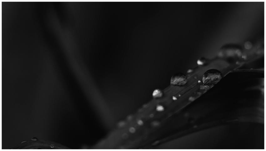 Macro shot capturing raindrops on a leaf against a