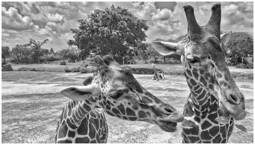 Close-up portrait of giraffes in black and white a