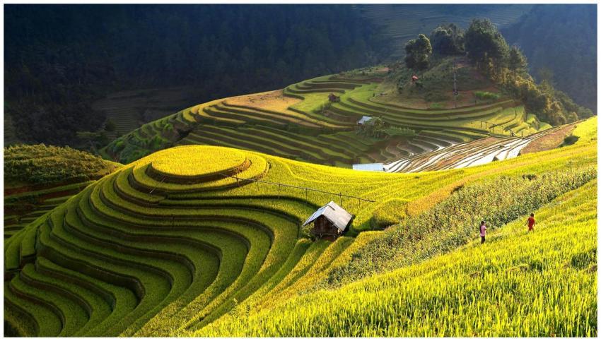 Stunning landscape of lush rice terraces in Đắk Ya