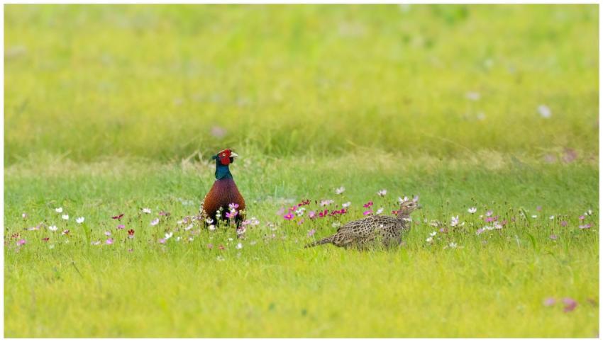 A male and female pheasant standing in a vibrant m