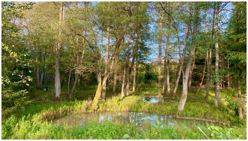 Serene forest with trees and a small pond in a sun