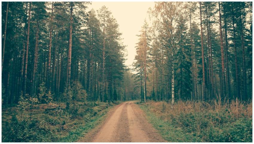 A peaceful dirt road winding through a dense pine