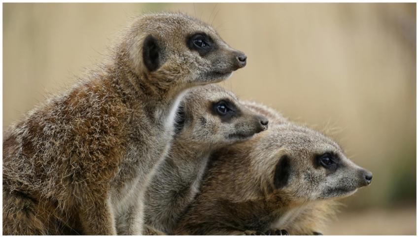 Trio of meerkats attentively watching their surrou