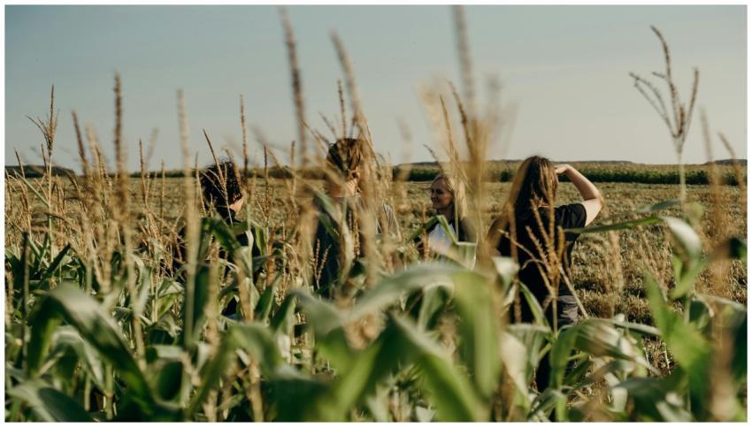 People exploring a sunlit cornfield capturing the