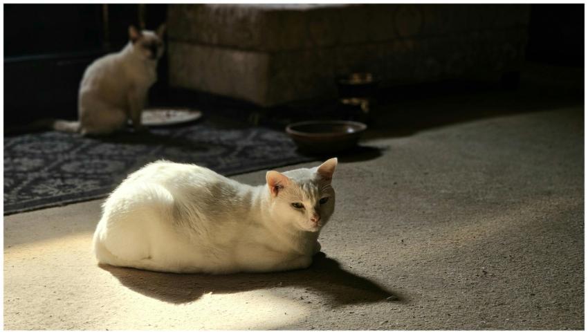 A peaceful white cat lounging indoors on a carpet,