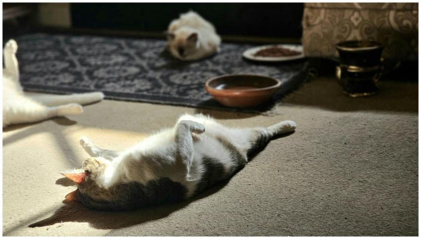 Two cats lounging in sunlight on a carpeted floor