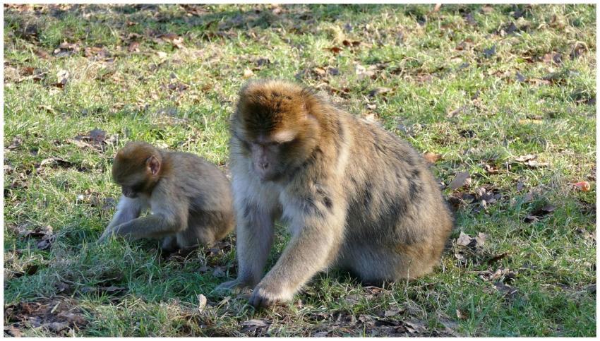 Two macaques foraging in a grassy outdoor setting,