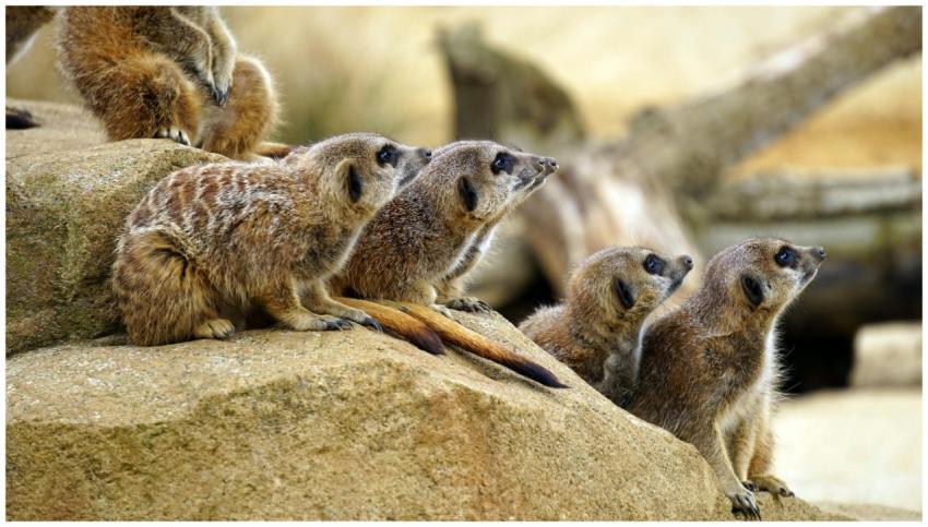 A group of meerkats sitting on rocks in a zoo habi